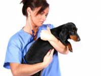 Choosing the right veterinarian