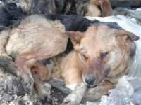 Dogs in Serbia 2 [ 47.29 Kb ]