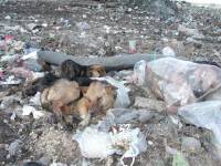 Dogs in Serbia 3 [ 65.47 Kb ]