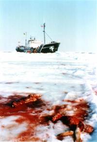 Dugin ratnik i leševi tuljana u Newfoundlandu [ 25.63 Kb ]