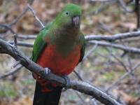 Kraljevski papagaj - copyright Ray Drew [ 36.84 Kb ]