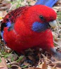 Crimson rosella - copyright Ray Drew [ 39.12 Kb ]