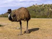 Australski emu - copyright Ray Drew [ 56.04 Kb ]