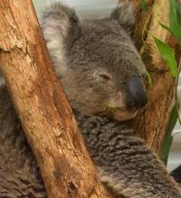 Jedini koala koji je preživio požar u jugoistočnoj Australiji 2001 - copyright Ray Drew [ 55.38 Kb ]
