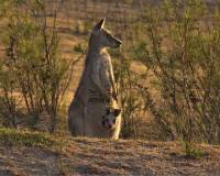 Female kangaroo with Joey in pouch - copyright Ray Drew [ 69.89 Kb ]