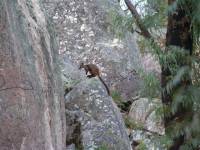 Brush tailed rock wallaby - copyright Ray Drew [ 58.18 Kb ]