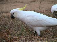 Cockatoo - copyright Ray Drew [ 45.86 Kb ]