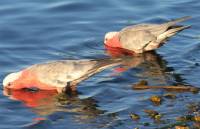 Galahs drinking at lake - copyright Ray Drew [ 36.40 Kb ]