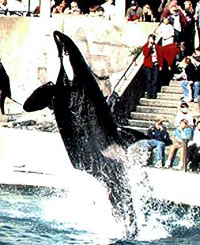 orca_whale [ 36.72 Kb ]