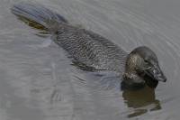 Musk duck - copyright Ray Drew [ 29.92 Kb ]