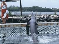 Photo copyright Helene O'Barry - source: www.dolphinproject.org
