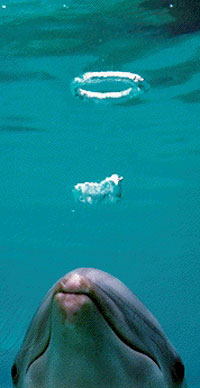 Dupin - izvor: www.earthtrust.org