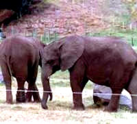 elephants [ 17.49 Kb ]