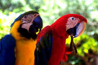 parrots [ 23.21 Kb ]