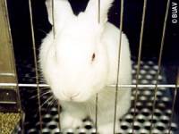 Zec - izvor: www.buav.org