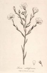 Lan - izvor: www.botanical.com