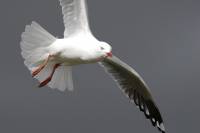 Gull flying - copyright Ray Drew [ 13.89 Kb ]