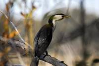 Little pied cormorant  - copyright Ray Drew [ 26.90 Kb ]