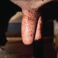 Inficirano vime - izvor: www.vaccar.com [ 12.89 Kb ]