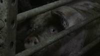 Farma svinja PIK Vrbovec20 [ 87.74 Kb ]