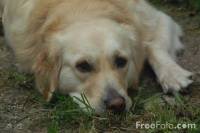 Zlatni retriver [ 32.58 Kb ]