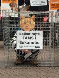 'Cats 'and 'Dogs' Against Iams