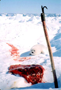 Seal hunt - Gaff Pup Skin [ 92.73 Kb ]