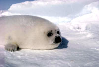 Lov na tuljane - Harfasti tuljan, mladunče 1 [ 31.56 Kb ]