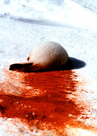 Lov na tuljane - Trag krvi [ 109.29 Kb ]
