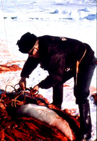 Lov na tuljane - Lovac na tuljane 7 [ 106.69 Kb ]