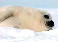 Seal hunt - Seal pup [ 18.69 Kb ]