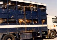 Transport živih životinja 7 [ 179.10 Kb ]