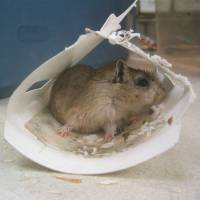 Sko�imi� uhva�en ljepljivom klopkom - izvor. PETA [ 34.12 Kb ]