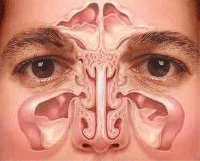 Sinuses - source: www.thriftyfun.com/tf379313.tip.html