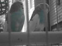 Parrots in a cage [ 33.72 Kb ]