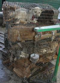 Psi u kavezu [ 499.11 Kb ]