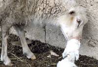 Tu�no lice pa�ke kuhinje [ 50.64 Kb ]