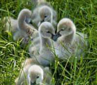 Black swan cygnets - copyright Ray Drew [ 208.04 Kb ]