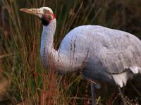 Brolga - copyright Ray Drew [ 80.42 Kb ]
