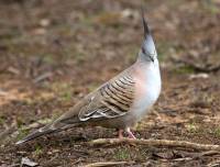 Crested pigeon - copyright Ray Drew [ 173.71 Kb ]