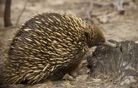 Echidna - copyright Ray Drew [ 221.58 Kb ]