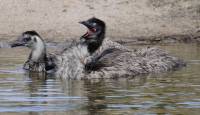 Australian emus - copyright Ray Drew [ 87.21 Kb ]