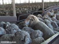 Sheep transport - Animals Australia Sheep transport - Animals Australia