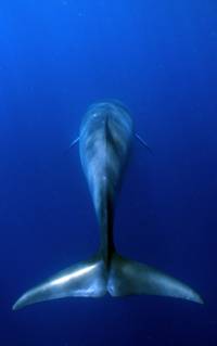 A fin whale underwater