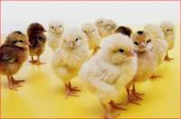 Pili�i [ 25.31 Kb ]