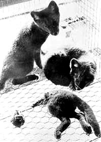 Krzno - Mlade lisice u kavezu [ 32.31 Kb ]