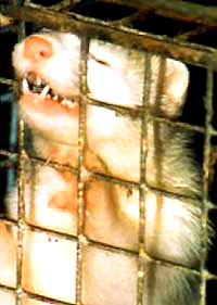 Fur - In the cage 2 [ 35.56 Kb ]