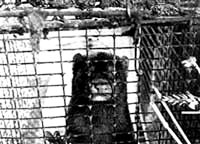 Fur - In the cage 4 [ 23.52 Kb ]