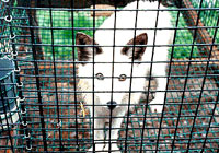 Fur - In the cage [ 39.24 Kb ]