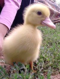 Ianua Sanctuary 1 [ 67.88 Kb ]